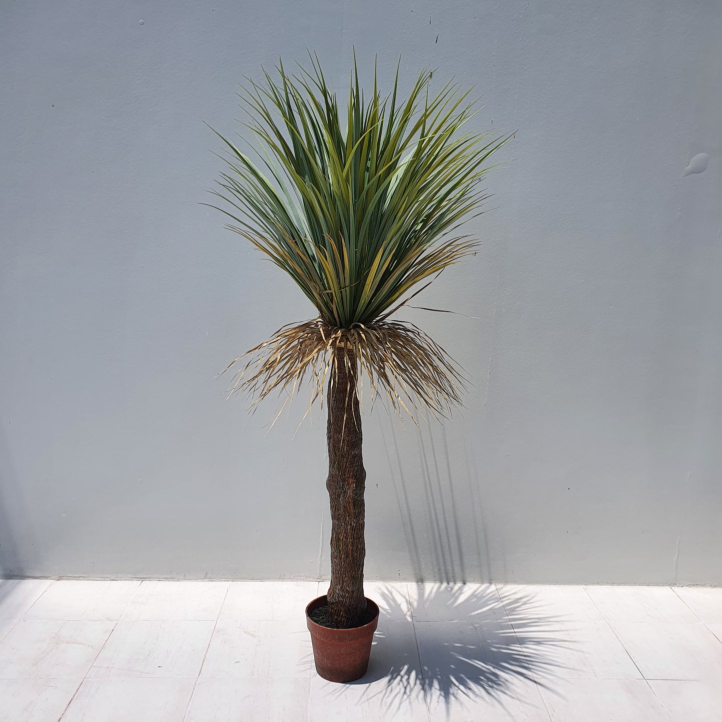 Yucca Rostrata 110CM