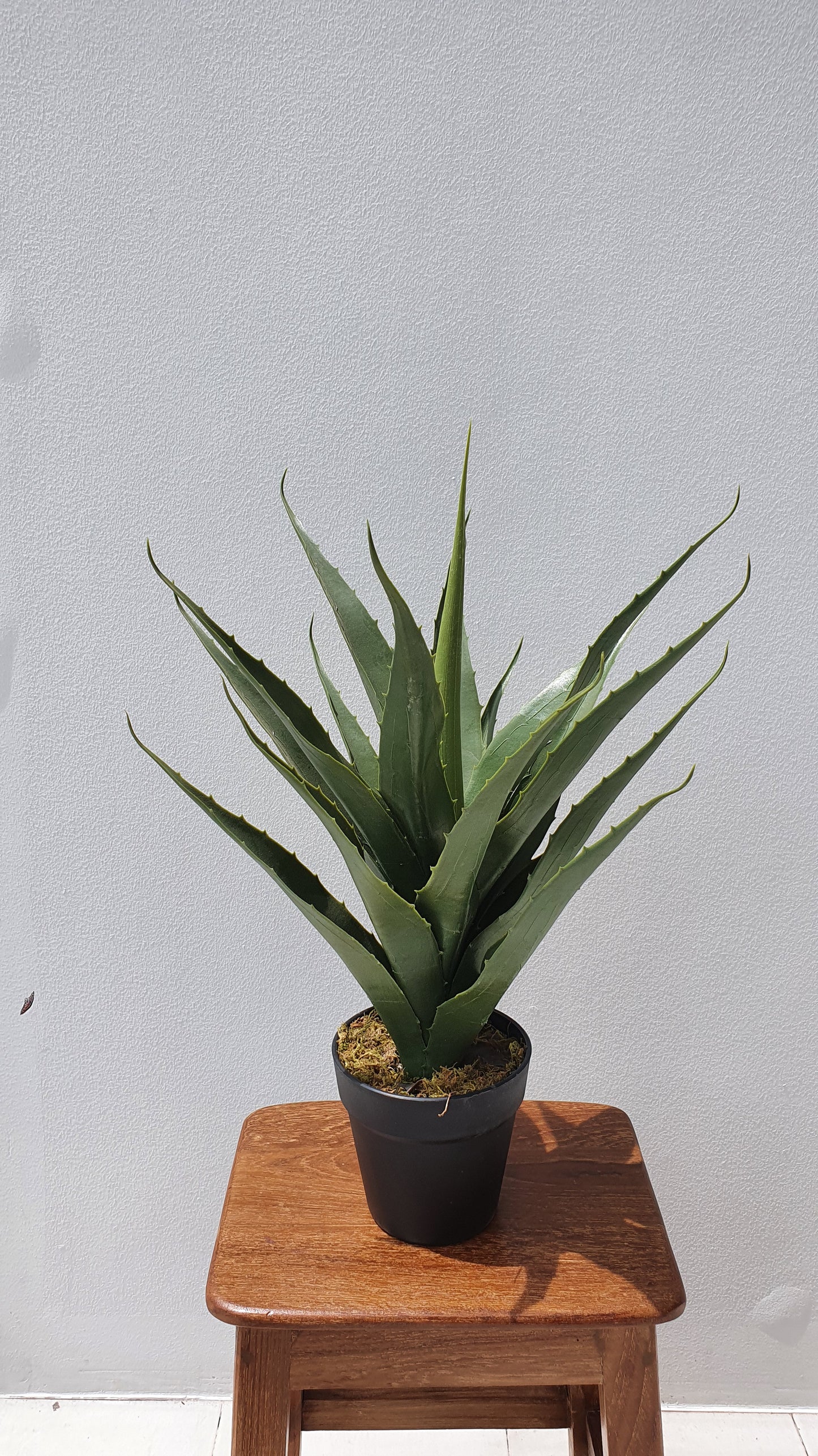 Agave 50 CM