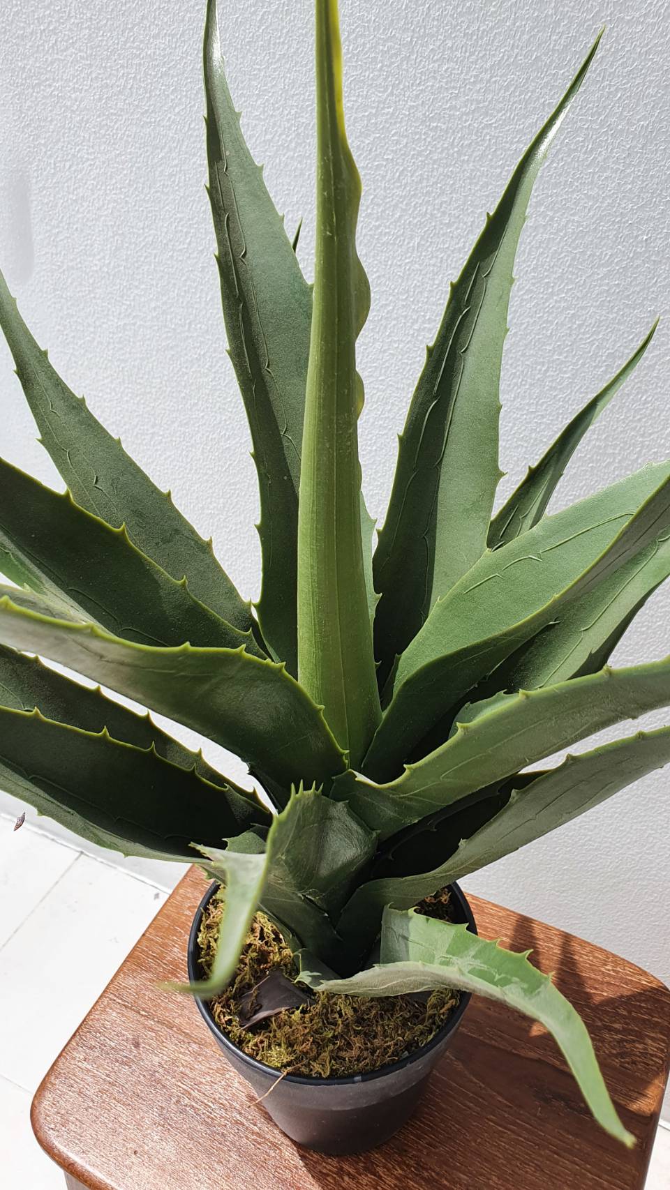 Agave 50 CM
