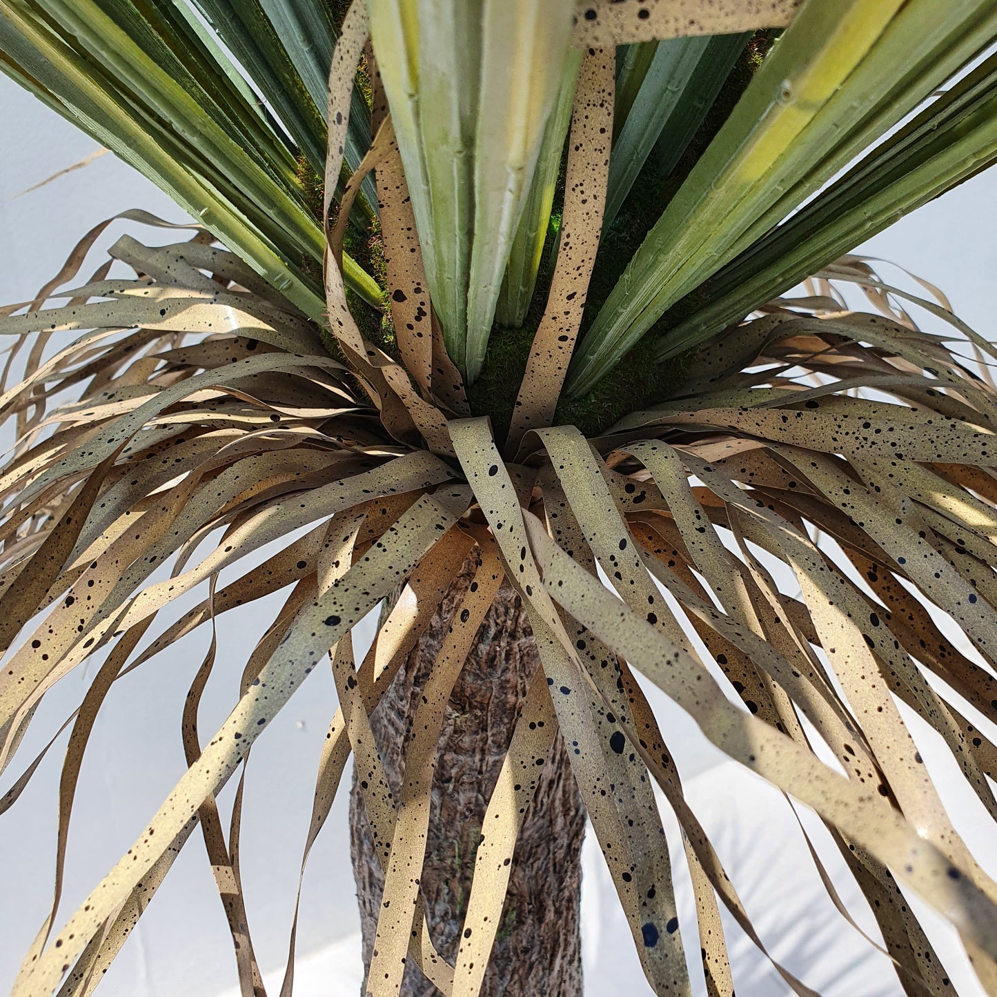 Yucca Rostrata 110CM