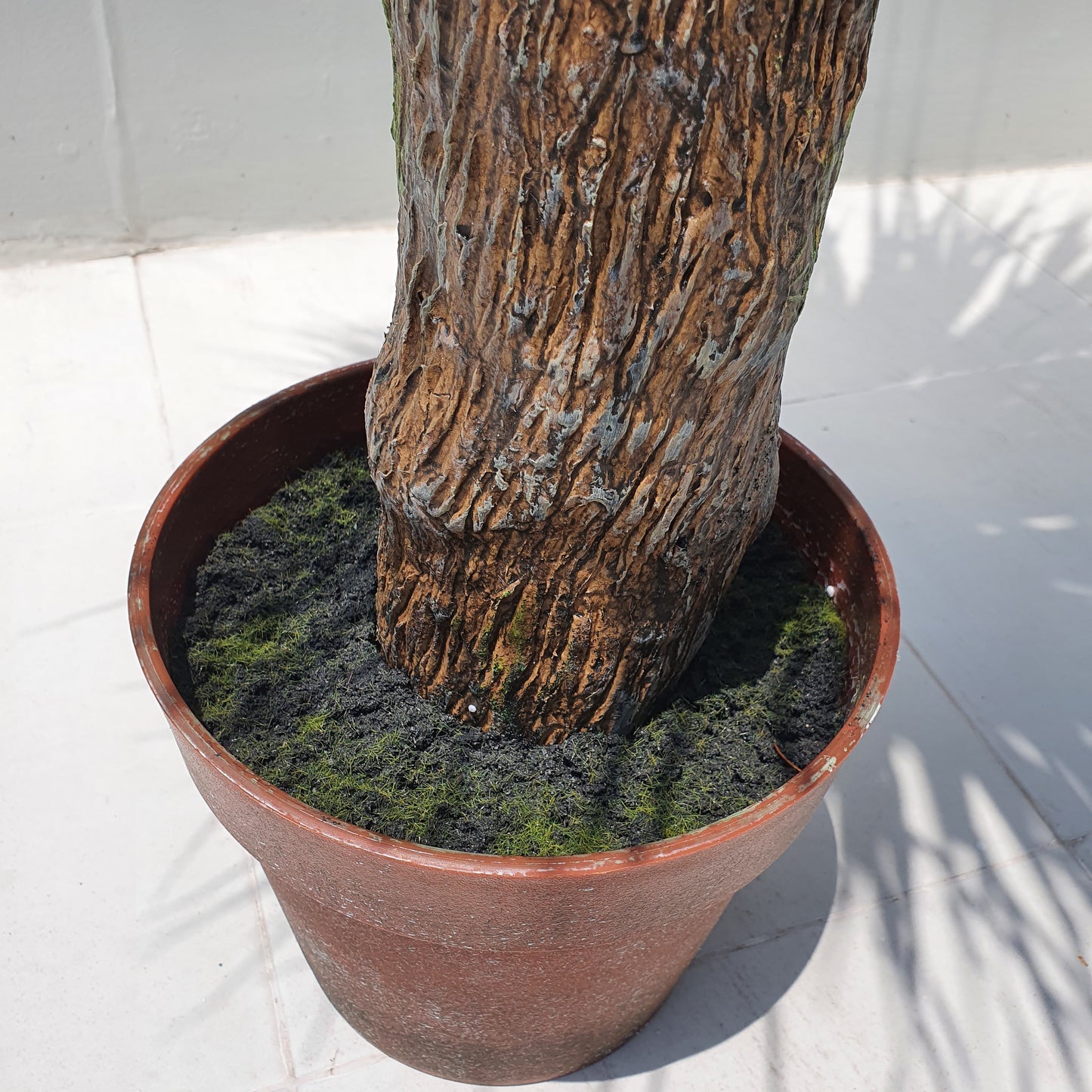 Yucca Rostrata 110CM