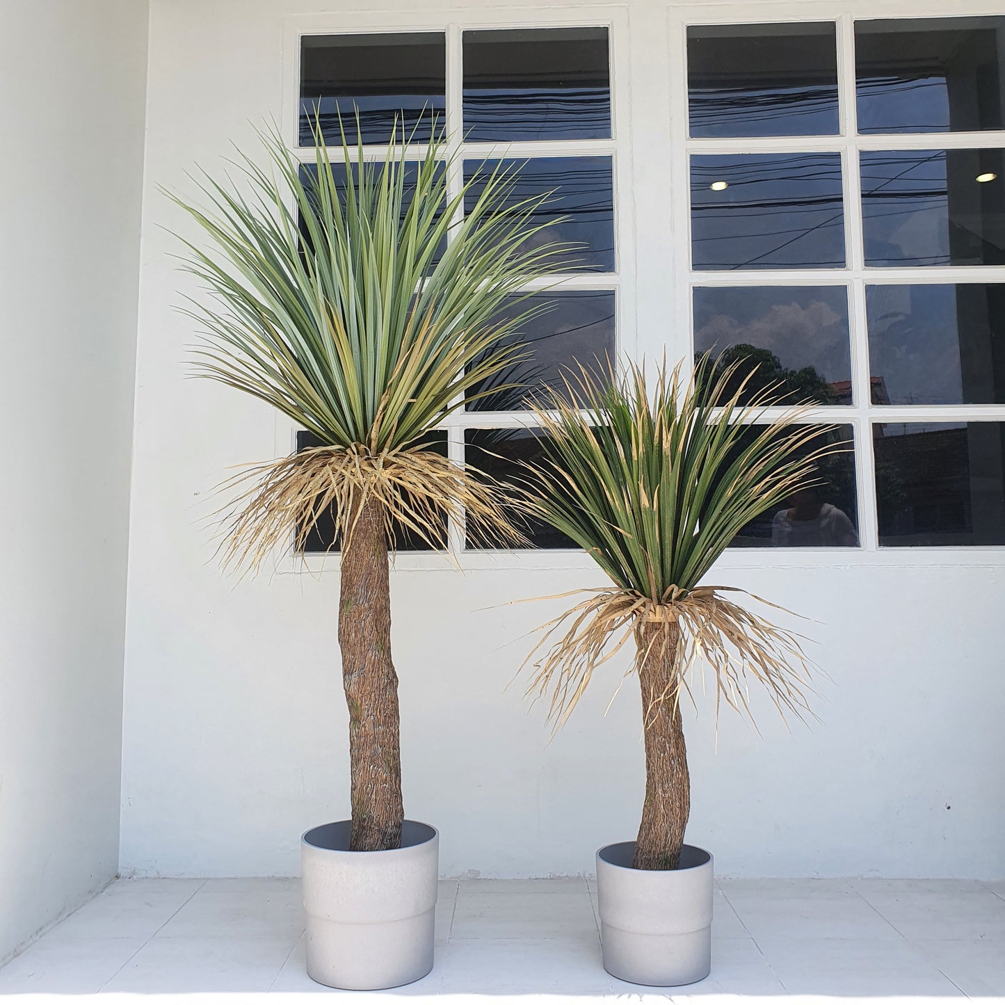 Yucca Rostrata 110CM