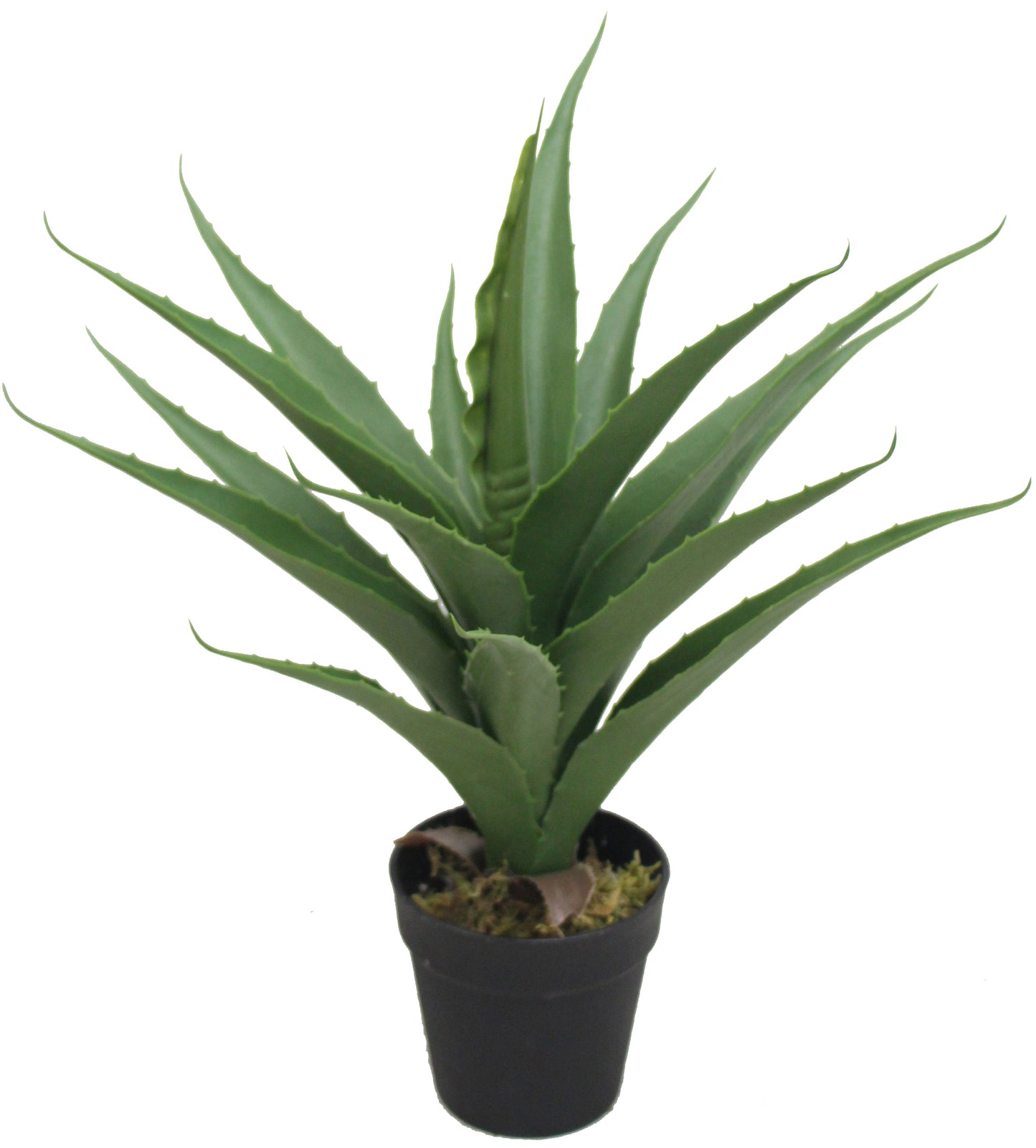 Agave 50 CM