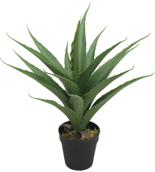 Agave 50 CM