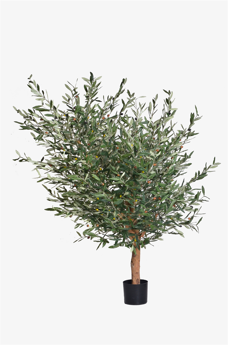 Signature Olive Tree