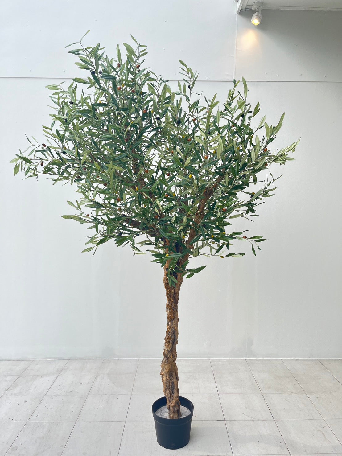 Signature Olive Tree
