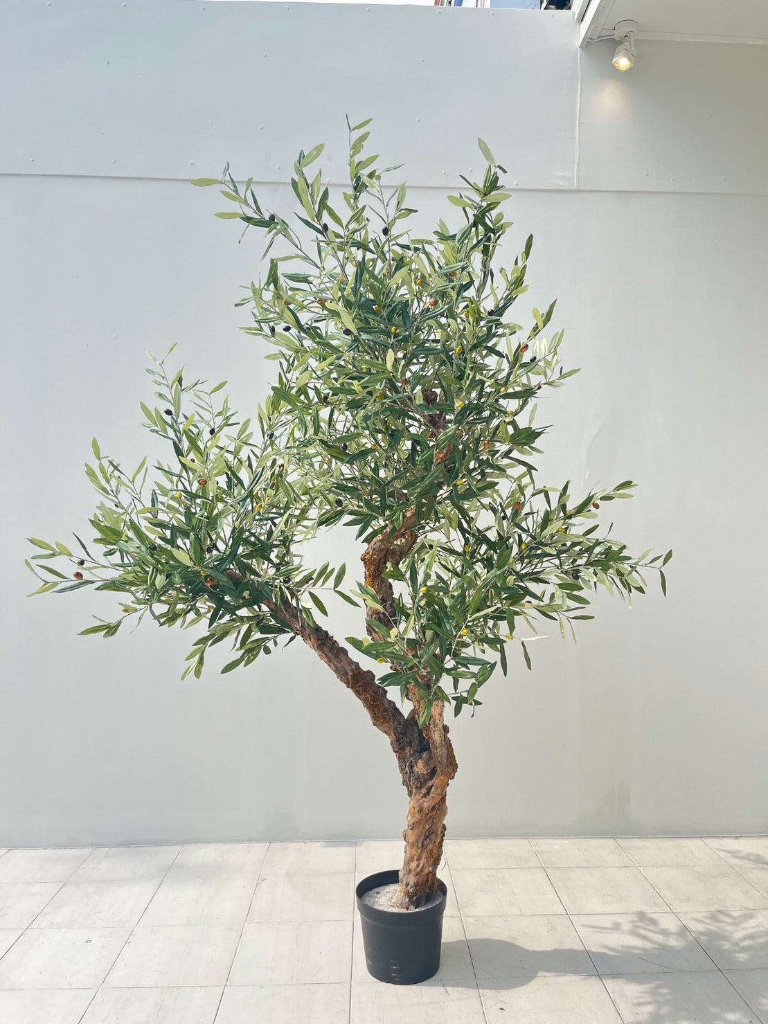 Signature Olive Tree