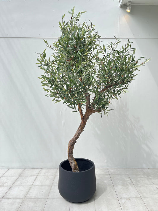 Signature Olive Tree