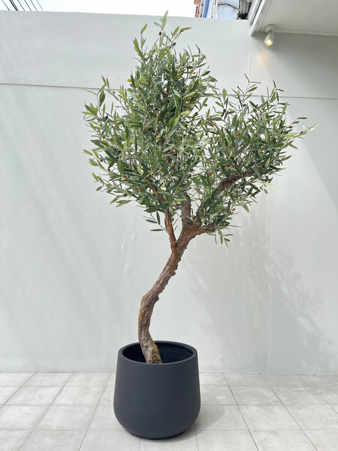 Signature Olive Tree